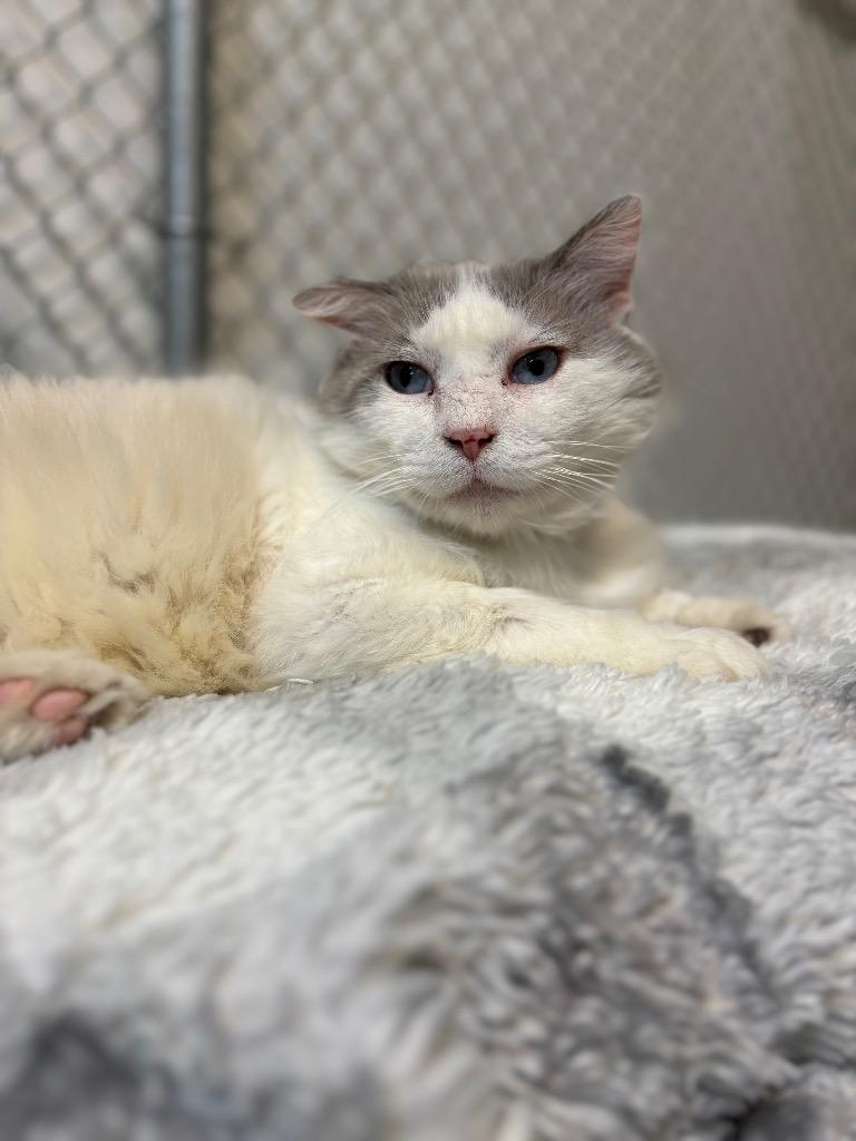 Enlarge Helmsworth, a Adoptable mixed breed in Waverly, NY image 4/6