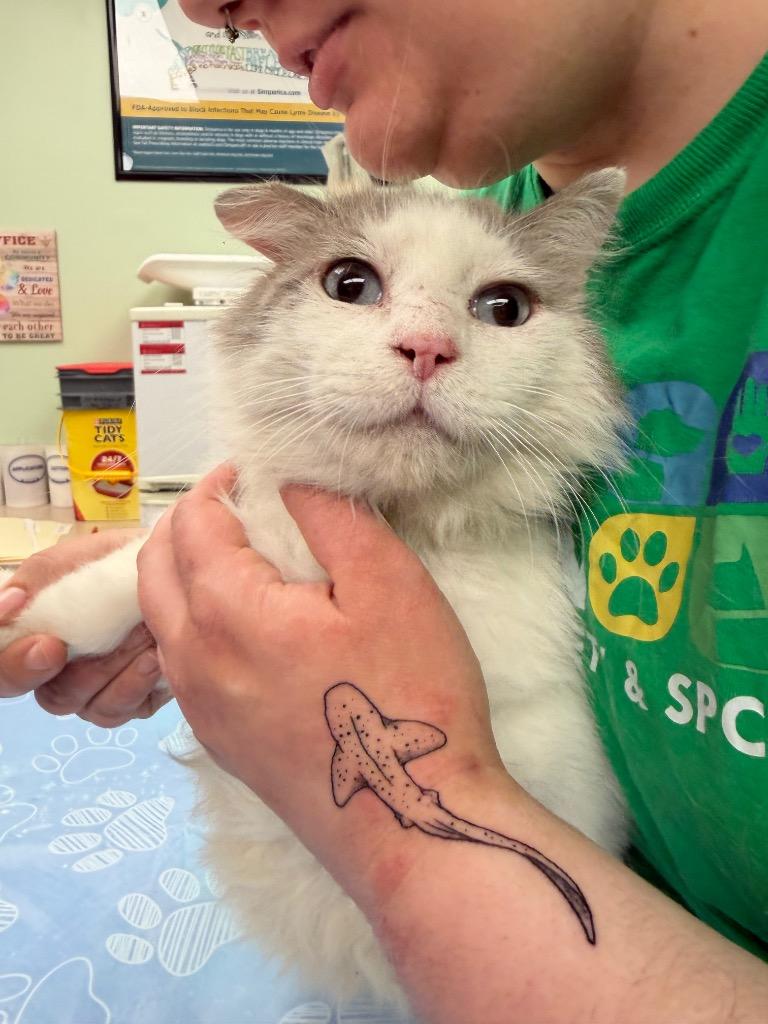 Enlarge Helmsworth, a Adoptable mixed breed in Waverly, NY image 5/6