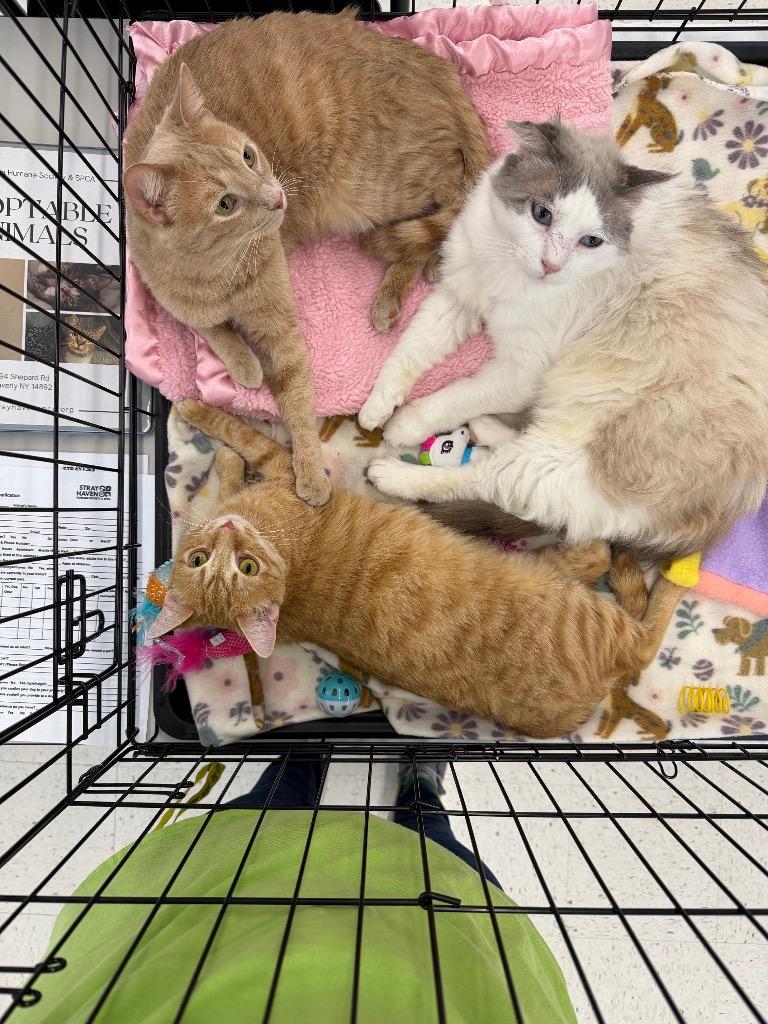 Enlarge Helmsworth, a Adoptable mixed breed in Waverly, NY image 6/6