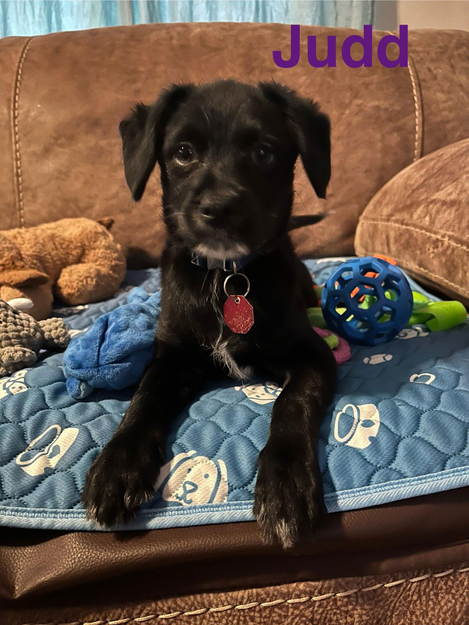 Judd, Adopted, Puppy Male Terrier.