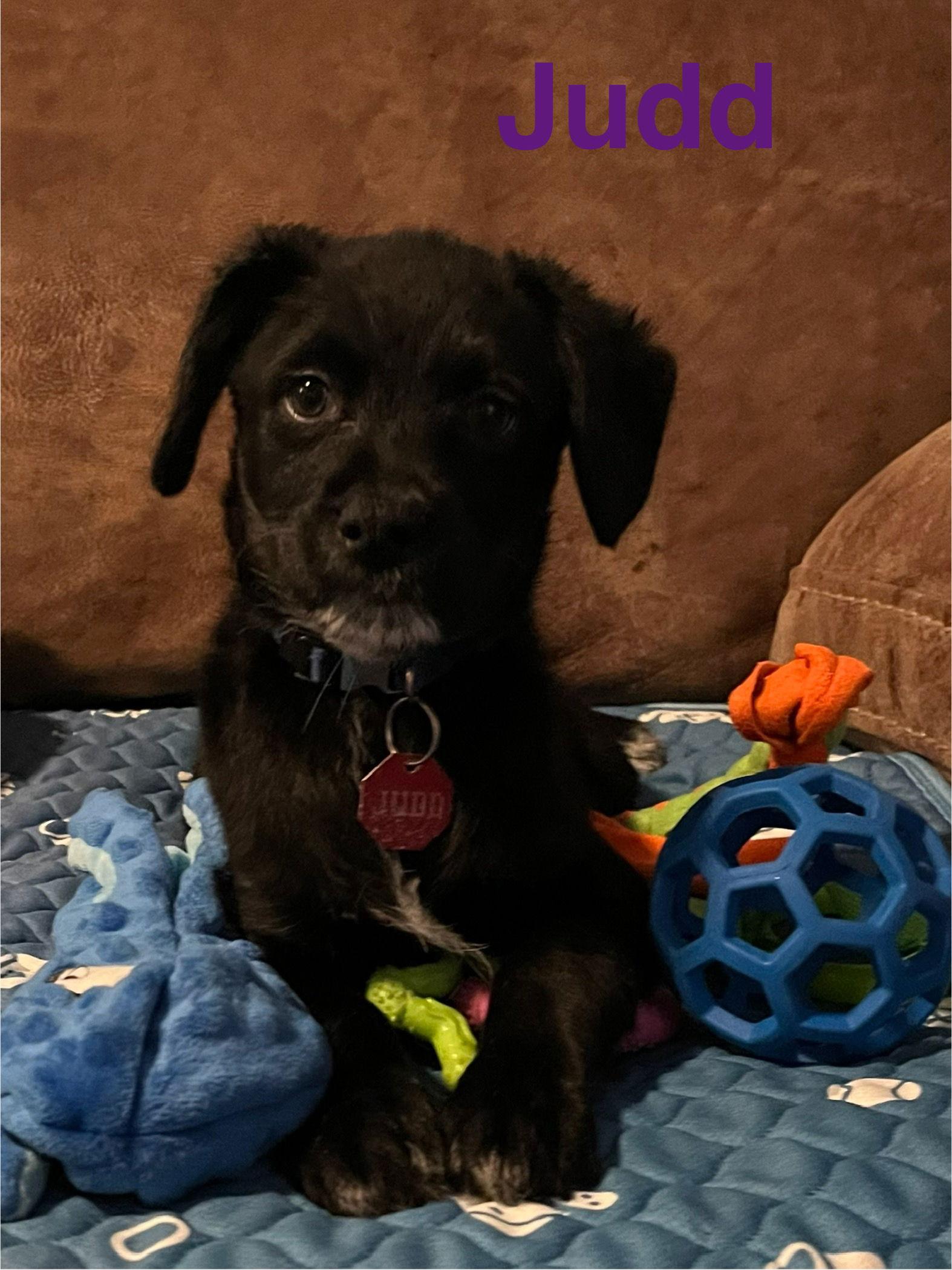 Judd, a Adopted Terrier in Pipe Creek, TX image 2/3