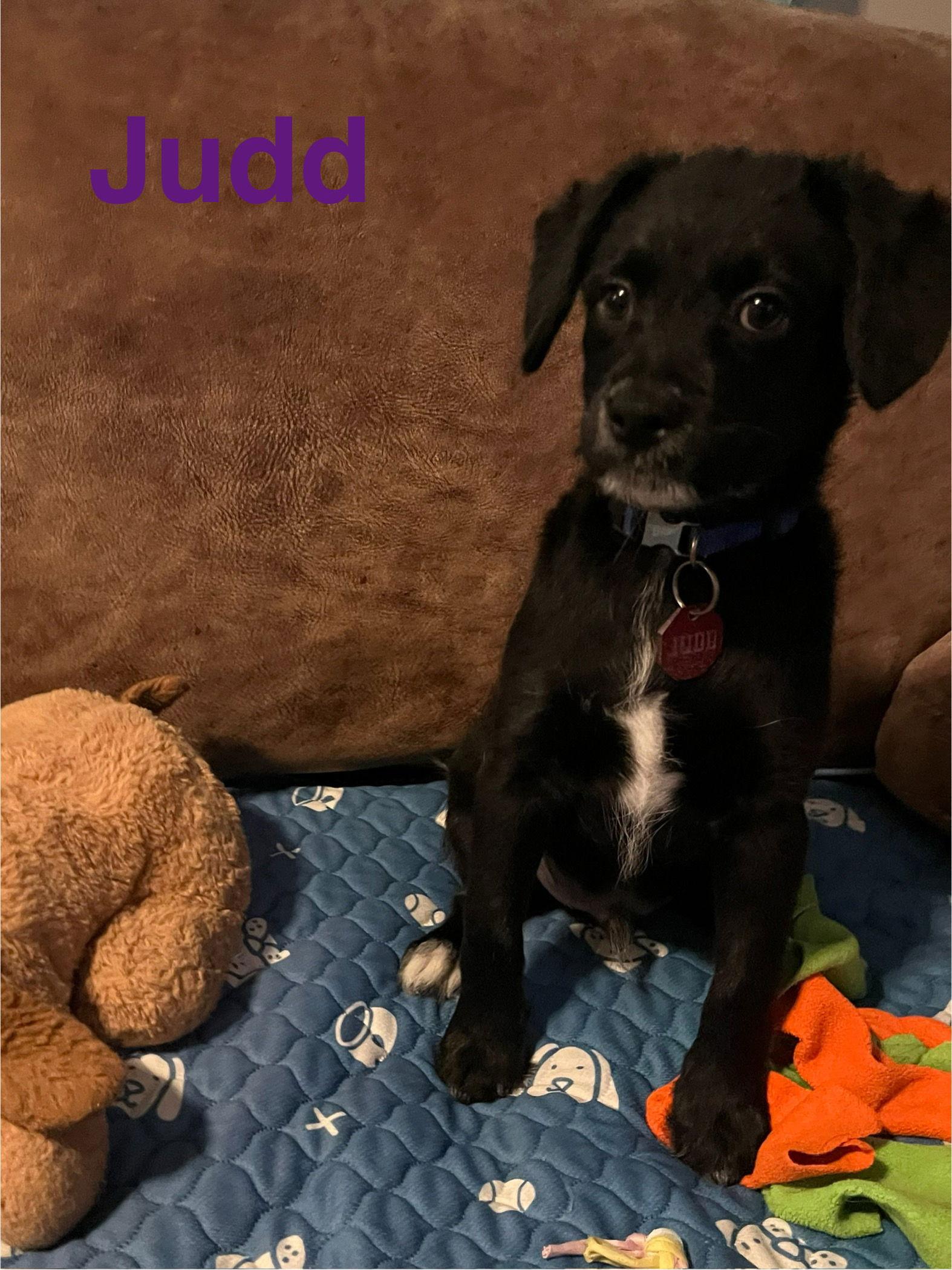 Judd, a Adopted Terrier in Pipe Creek, TX image 3/3