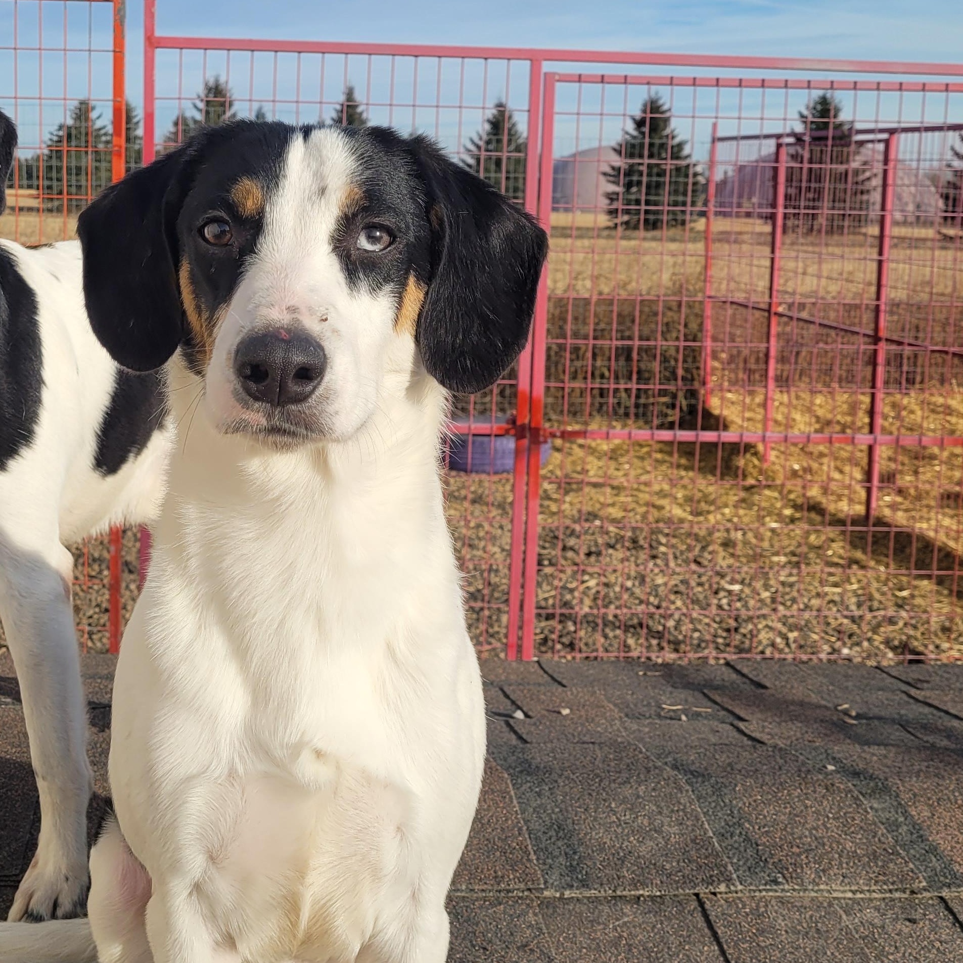 Enlarge Peppers, a hold mixed breed in Lacombe, AB image 2/3