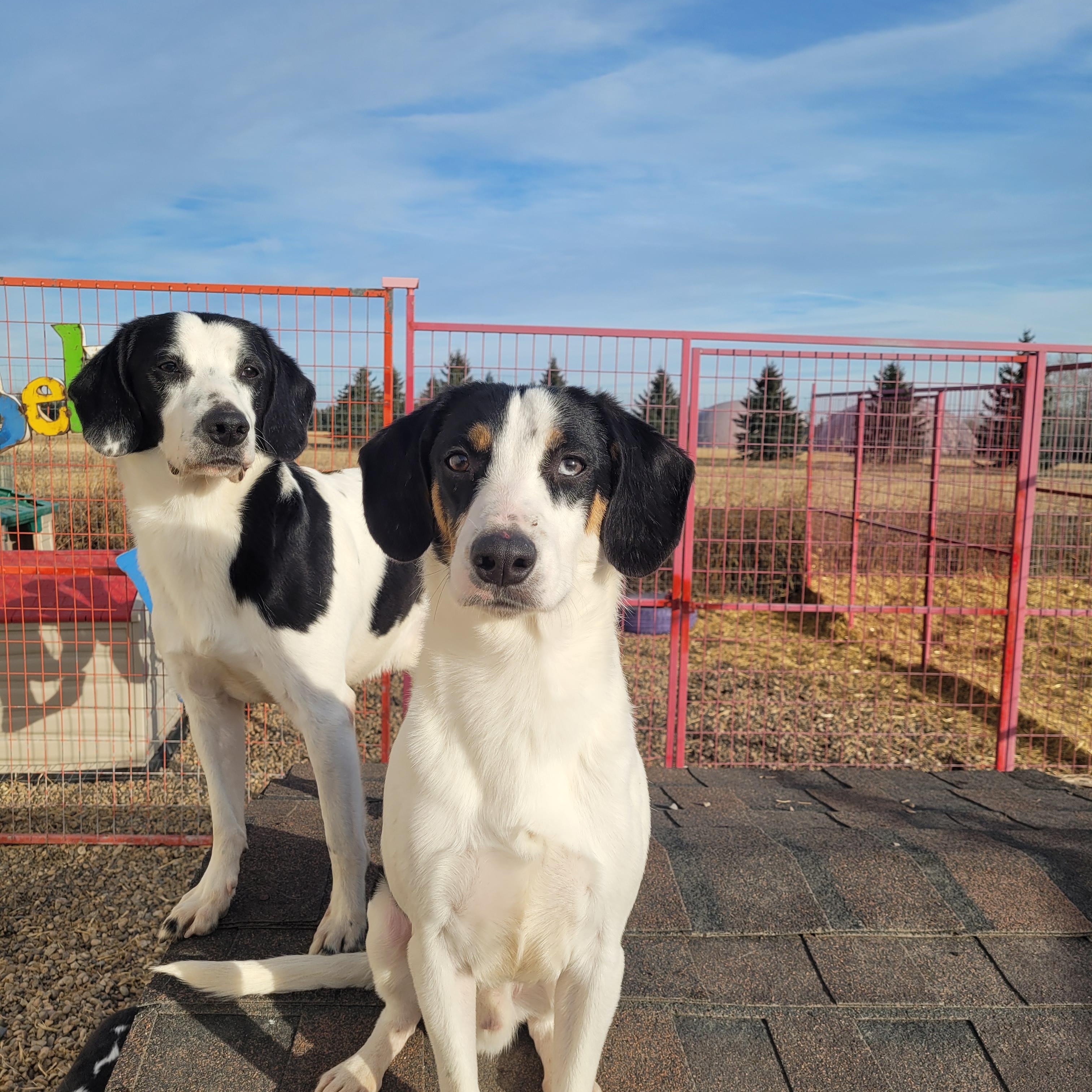 Peppers, a ADOPTABLE mixed breed in Lacombe, AB image 1/3