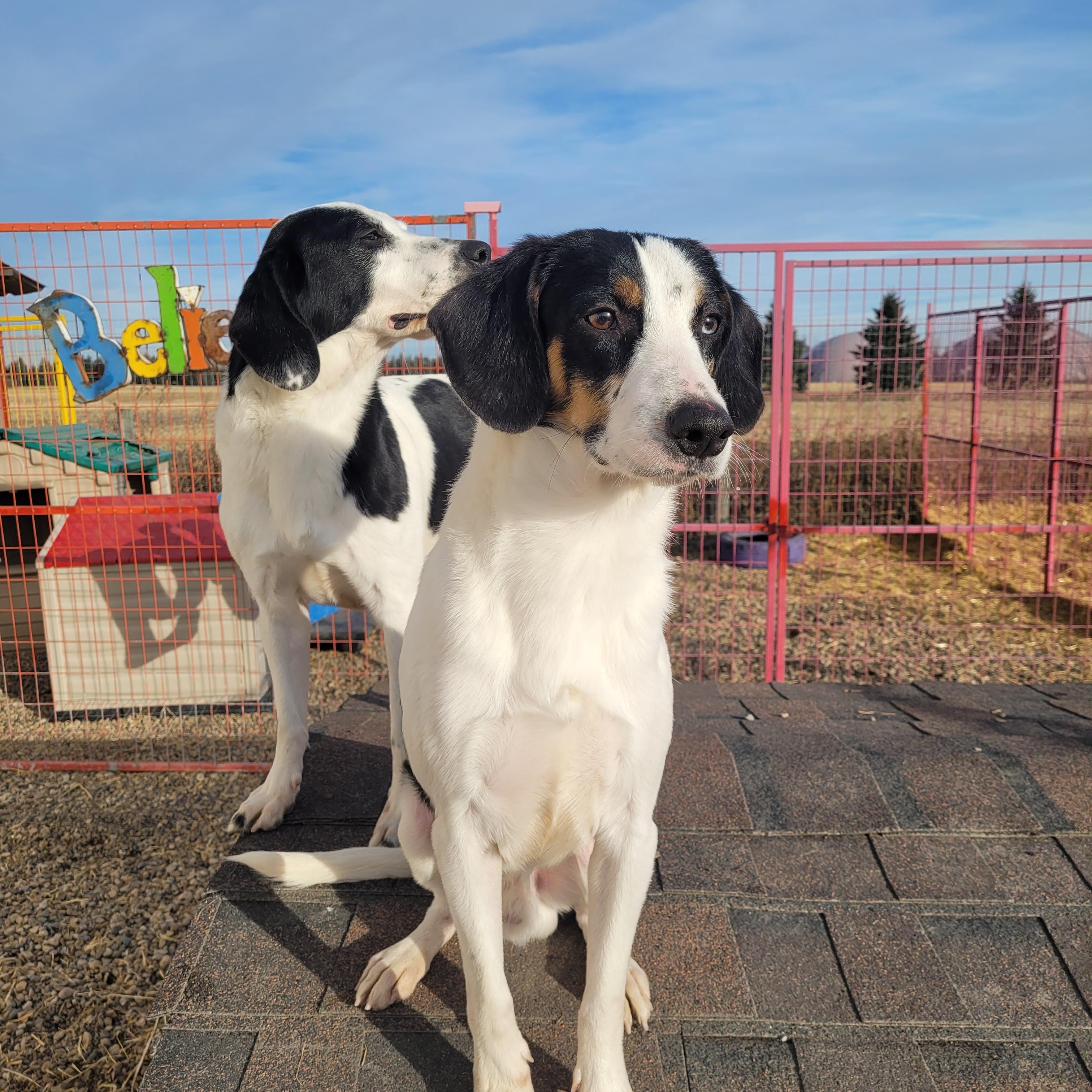 Peppers, a ADOPTABLE mixed breed in Lacombe, AB image 3/3