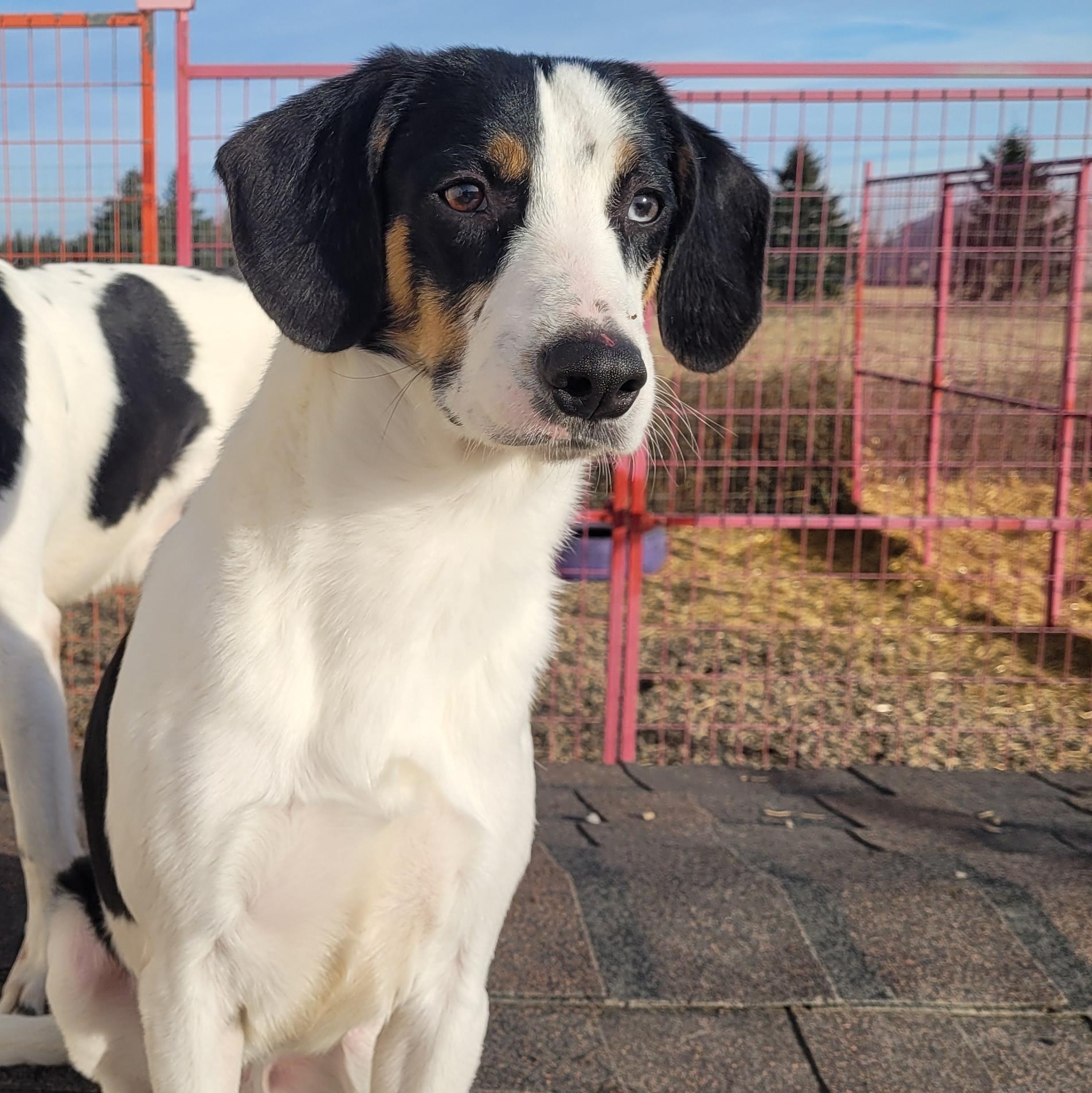 Peppers, adoptable, Adult Male Beagle.