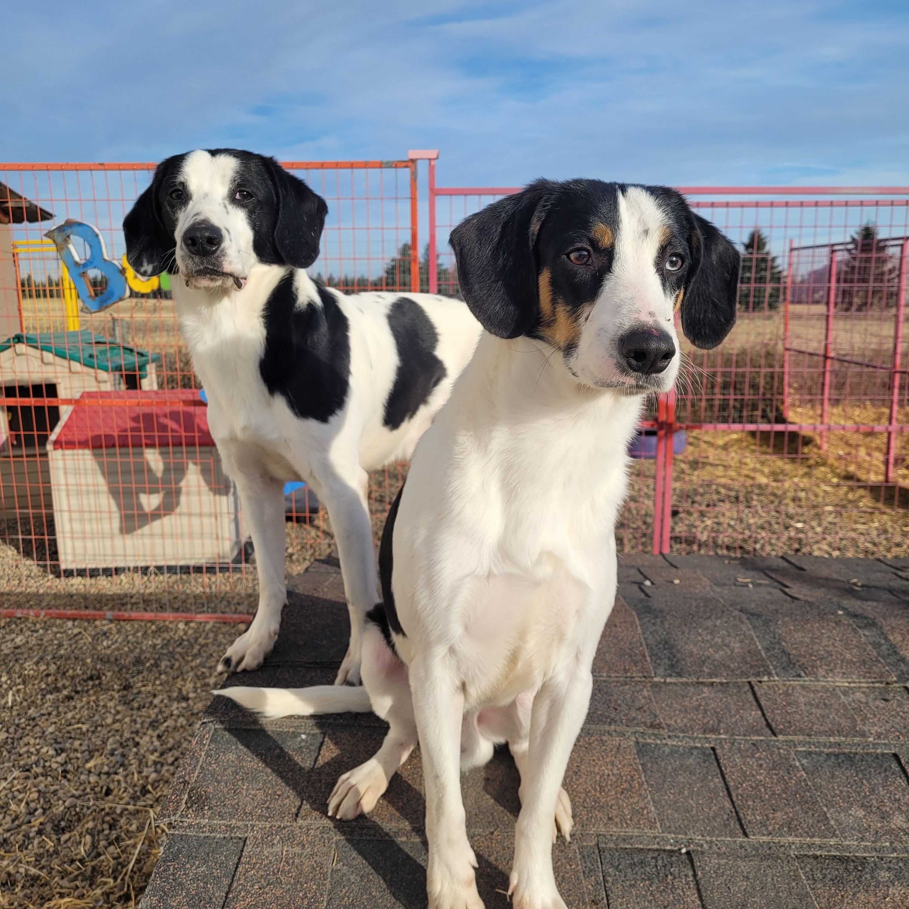 Peppers, a ADOPTABLE mixed breed in Lacombe, AB image 2/3