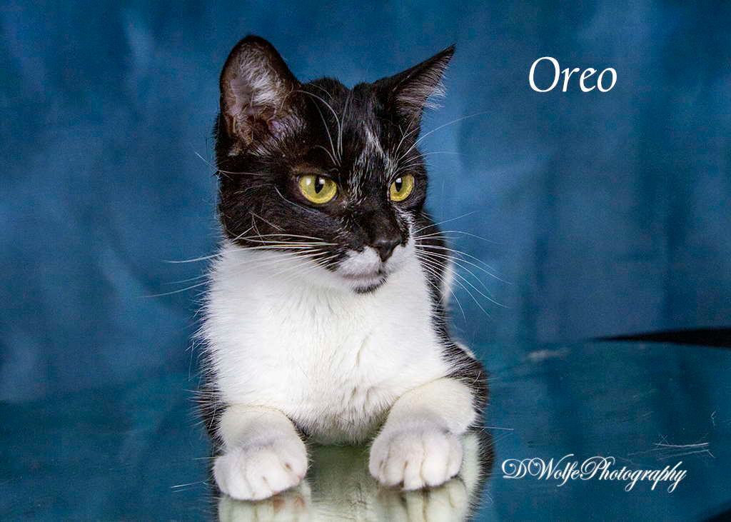 Enlarge Oreo, a Adoptable Tuxedo in York, NE image 1/4