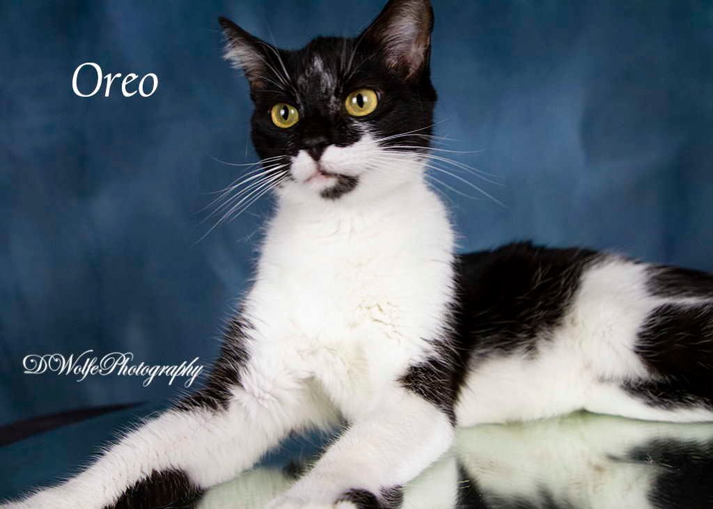 Enlarge Oreo, a Adoptable Tuxedo in York, NE image 2/4