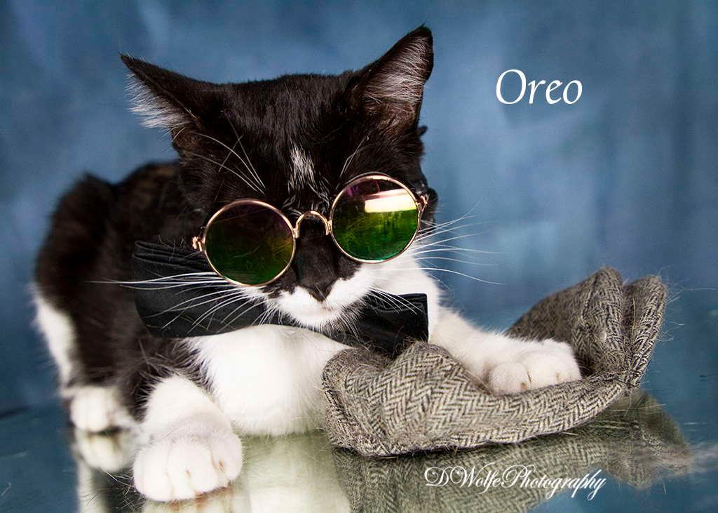 Enlarge Oreo, a Adoptable Tuxedo in York, NE image 3/4