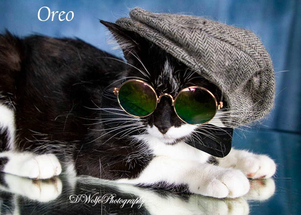 Enlarge Oreo, a Adoptable Tuxedo in York, NE image 4/4