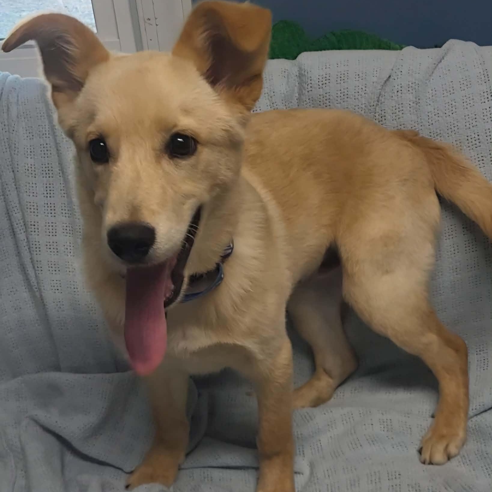 Marcellus, an adopted mixed breed in Sunderland, MD image 1/2