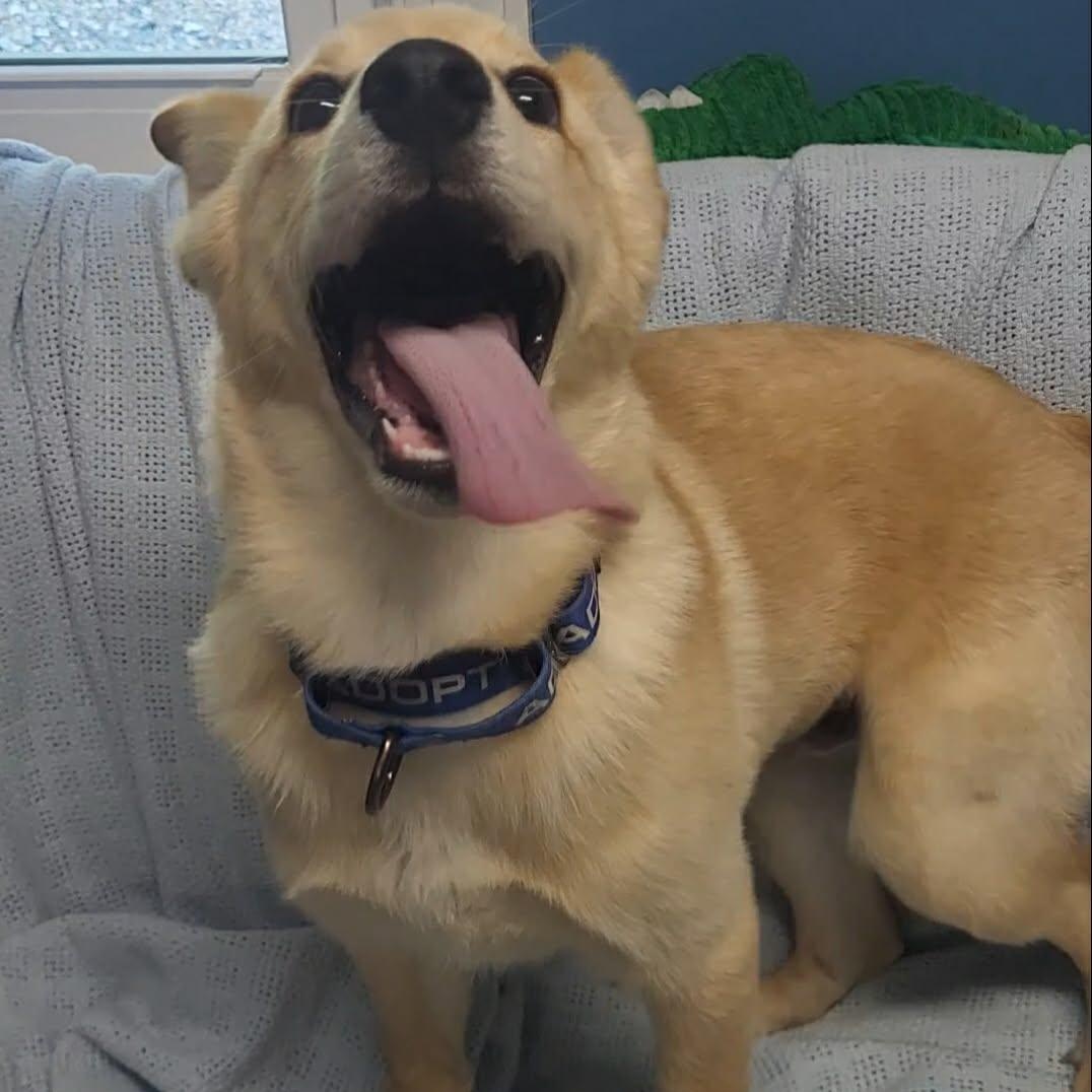 Marcellus, an adopted mixed breed in Sunderland, MD image 2/2