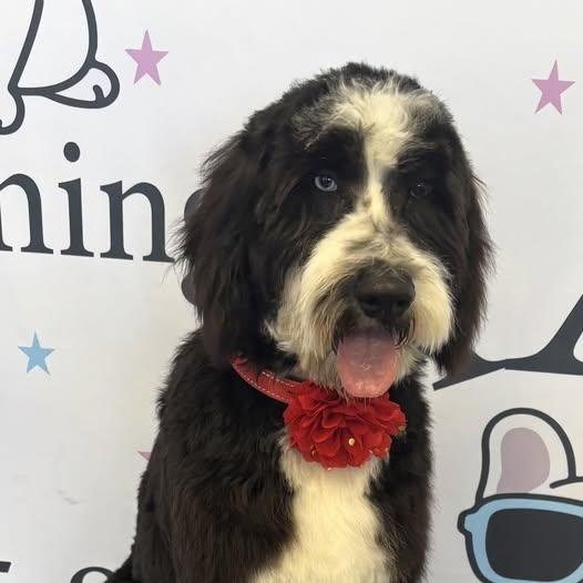 Lilly, adopted, Young Female Aussiedoodle.