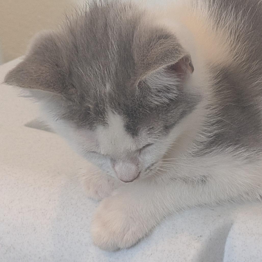 C26- 57 Violet, Adoptable, Kitten Female Domestic Long Hair.