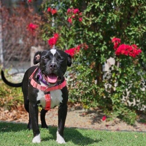 Effie, Adoptable, Puppy Female Pit Bull Terrier.