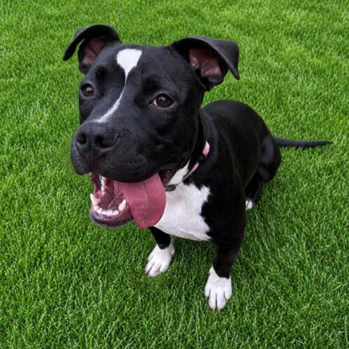 Enlarge Effie, a Adoptable Pit Bull Terrier in Broken Arrow, OK image 2/6