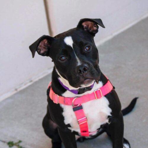 Enlarge Effie, a Adoptable Pit Bull Terrier in Broken Arrow, OK image 3/6