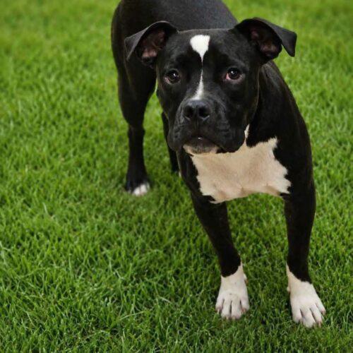 Enlarge Effie, a Adoptable Pit Bull Terrier in Broken Arrow, OK image 4/6