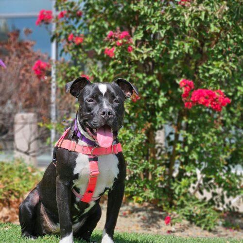 Enlarge Effie, a Adoptable Pit Bull Terrier in Broken Arrow, OK image 5/6