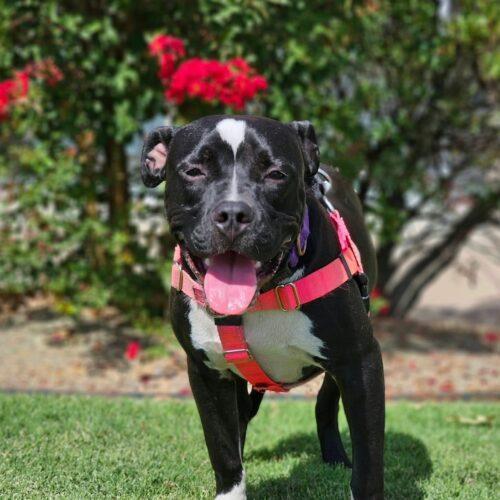 Enlarge Effie, a Adoptable Pit Bull Terrier in Broken Arrow, OK image 6/6