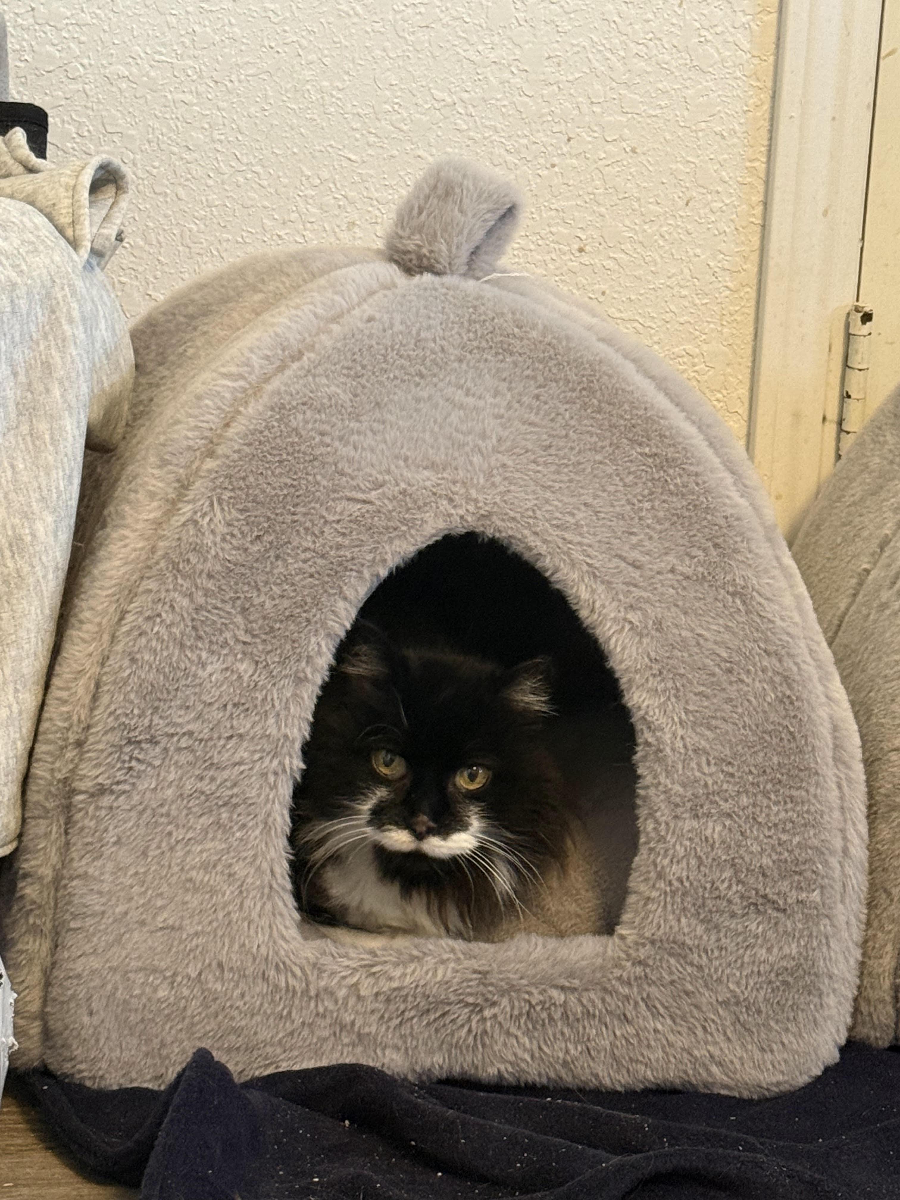 Stache, ADOPTABLE, Adult Female Domestic Long Hair.