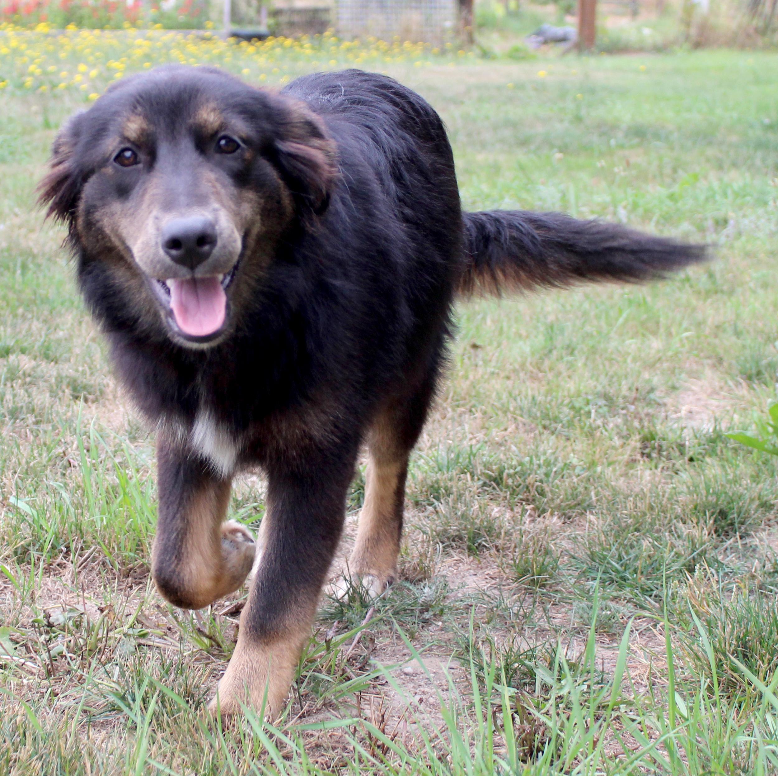 Emu (Aussie Animal litter), a ADOPTABLE mixed breed in Silvana, WA image 4/6