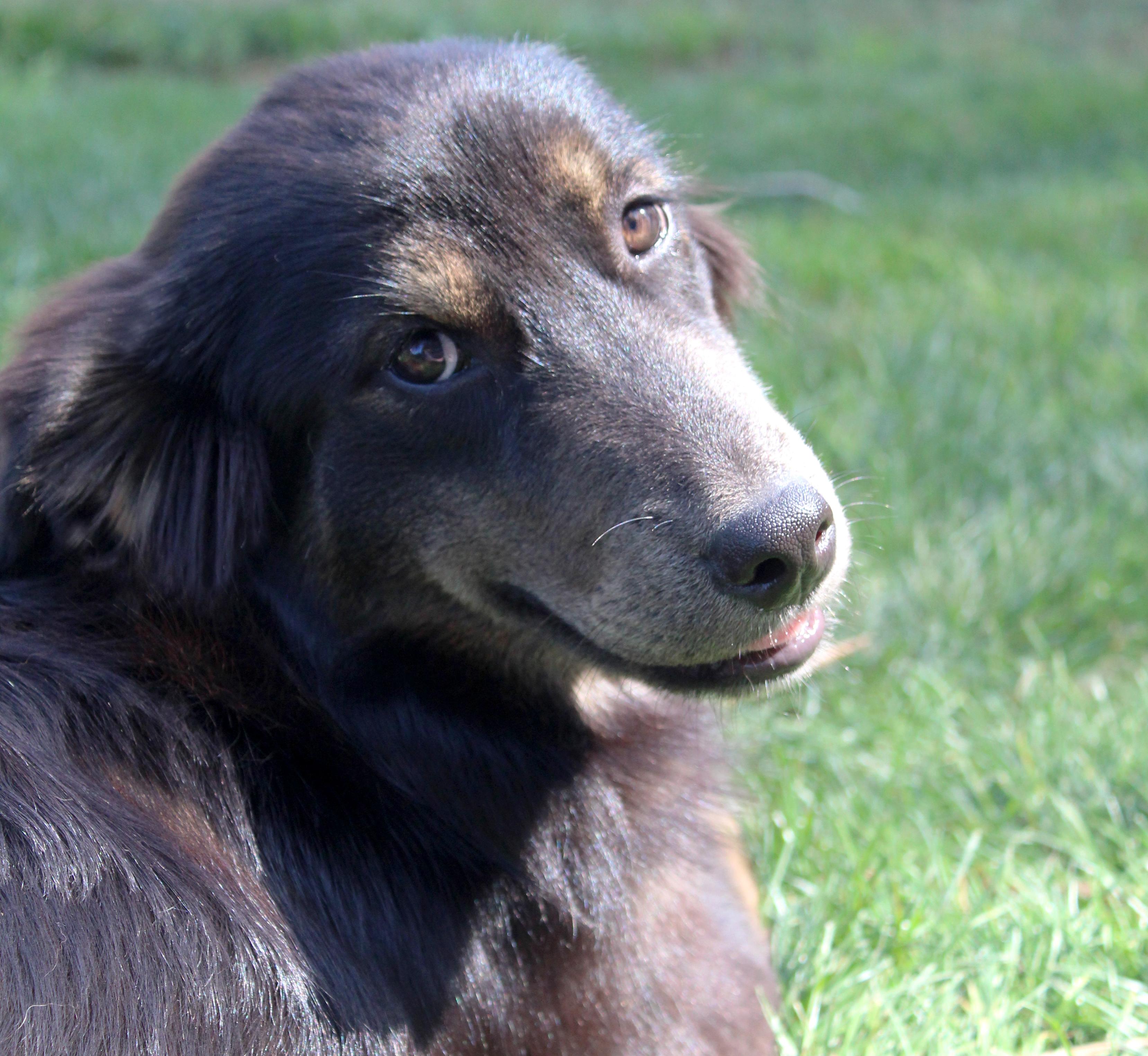 Emu (Aussie Animal litter), a ADOPTABLE mixed breed in Silvana, WA image 2/6