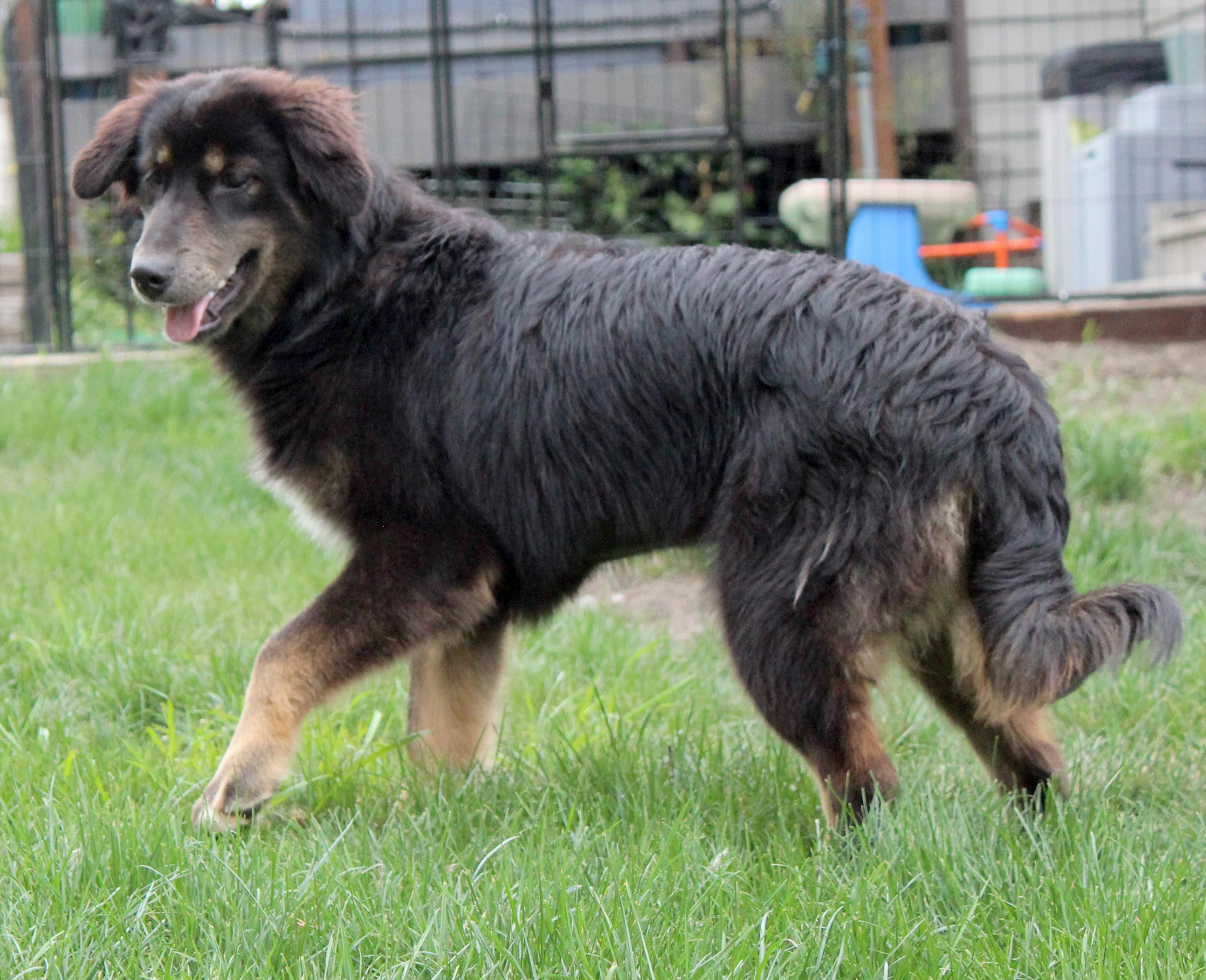 Emu (Aussie Animal litter), a ADOPTABLE mixed breed in Silvana, WA image 3/6