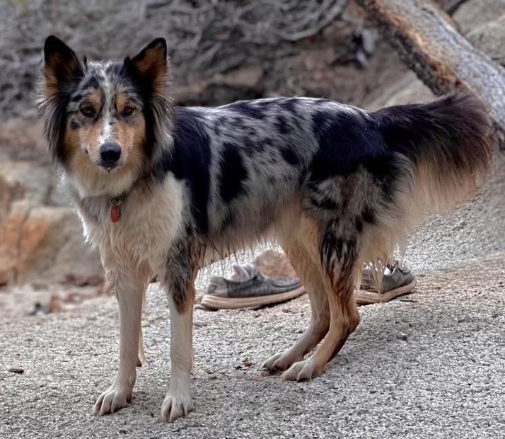 Emu (Aussie Animal litter), a ADOPTABLE mixed breed in Silvana, WA image 6/6