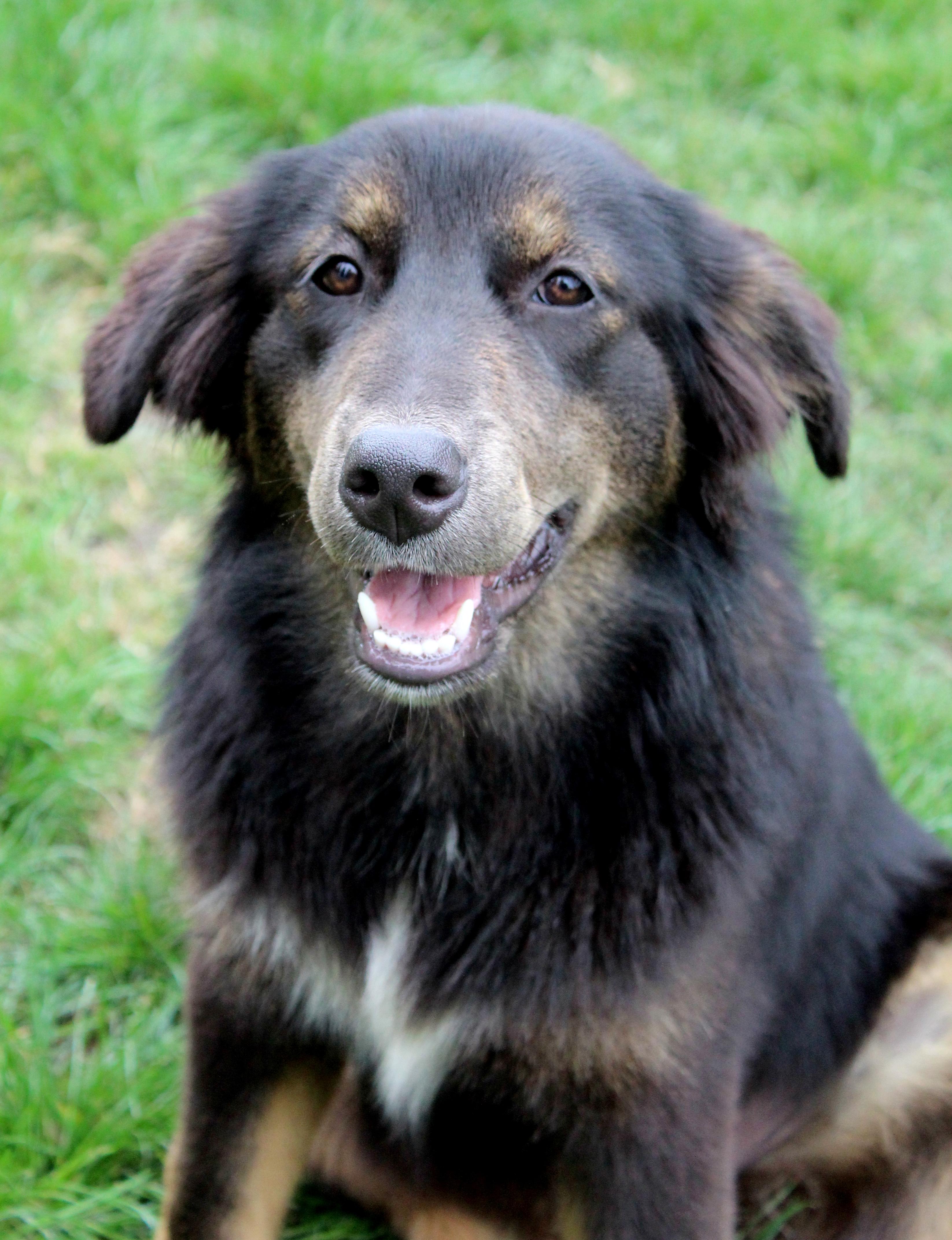 Emu (Aussie Animal litter), ADOPTABLE, Puppy Female Golden Retriever & Australian Shepherd.