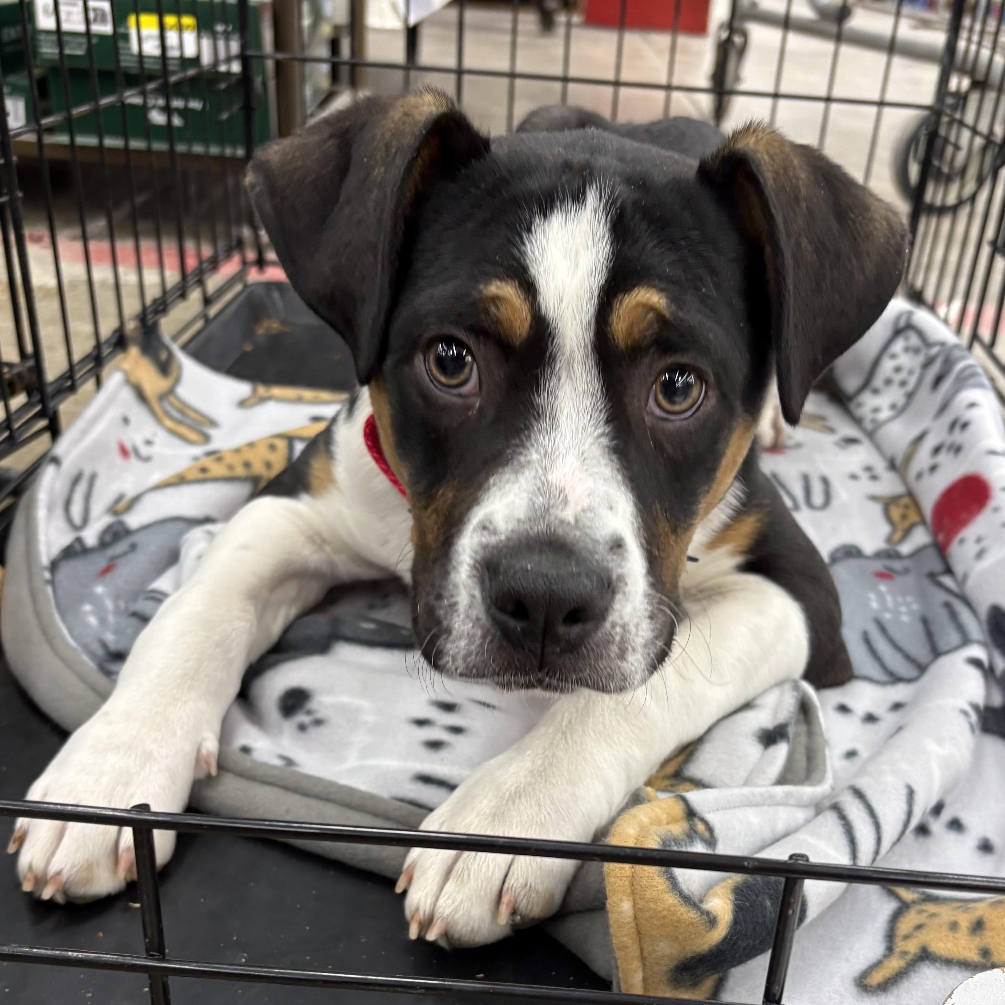 Enlarge Harold, an adopted mixed breed in Coldwater, MI image 1/2