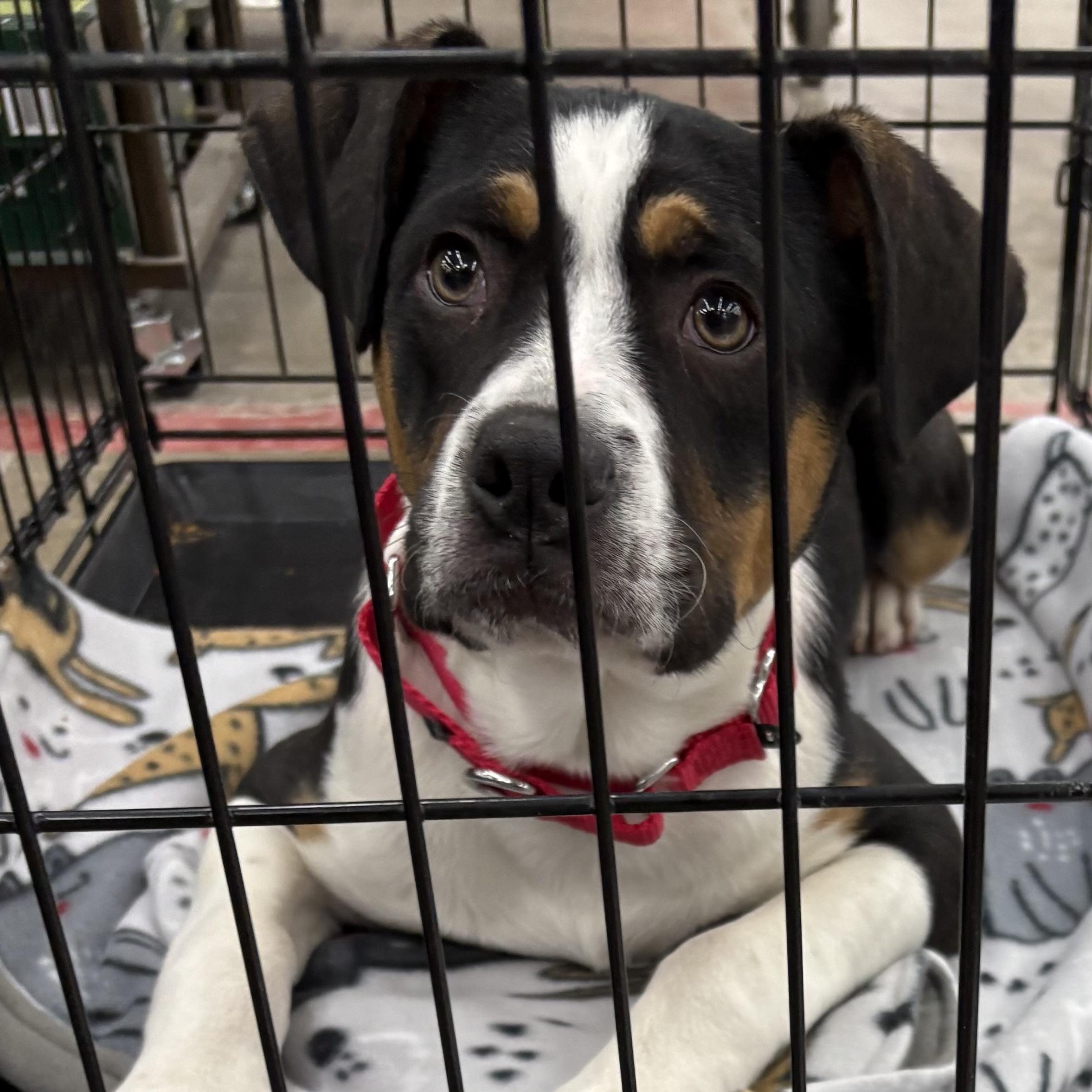 Enlarge Harold, an adopted mixed breed in Coldwater, MI image 2/2