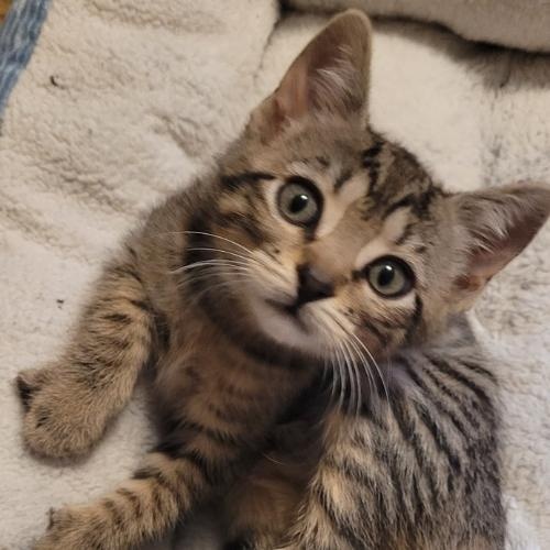 Sassy, an adoptable Domestic Short Hair in Blackfoot, ID, 83221 | Photo Image 1