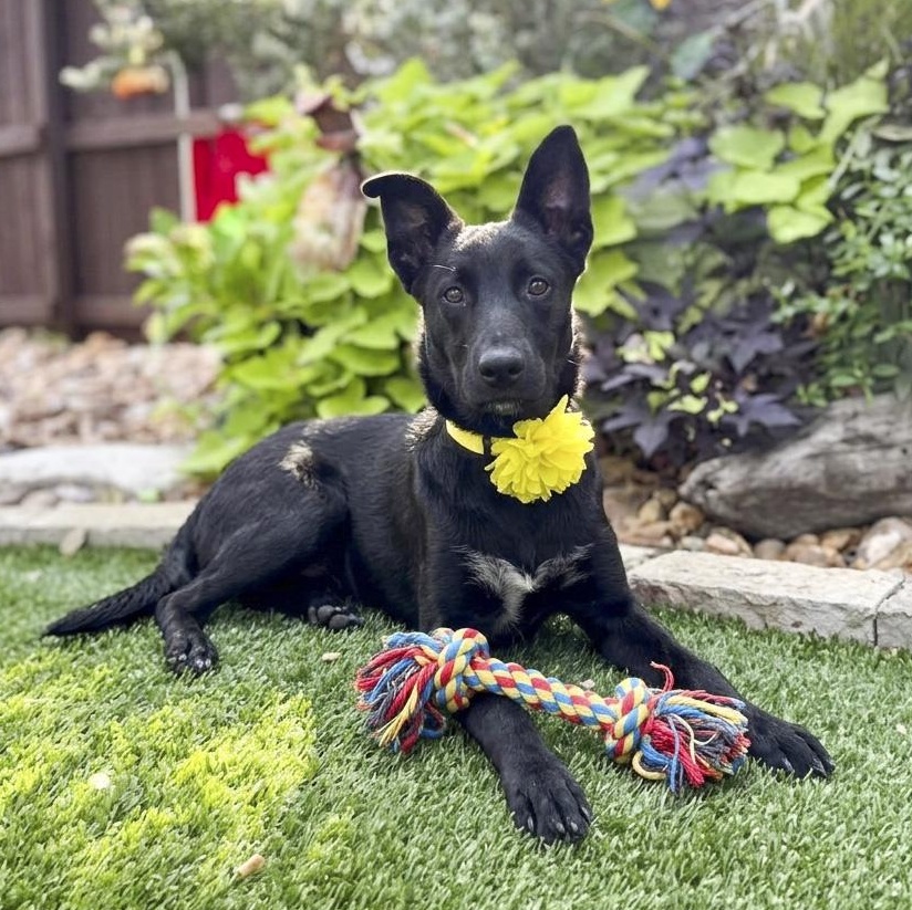 Enlarge Moose, a Adoptable mixed breed in Cherry Hill Township, NJ image 4/5