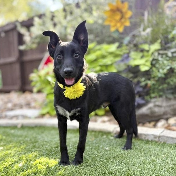 Enlarge Moose, a Adoptable mixed breed in Cherry Hill Township, NJ image 1/5