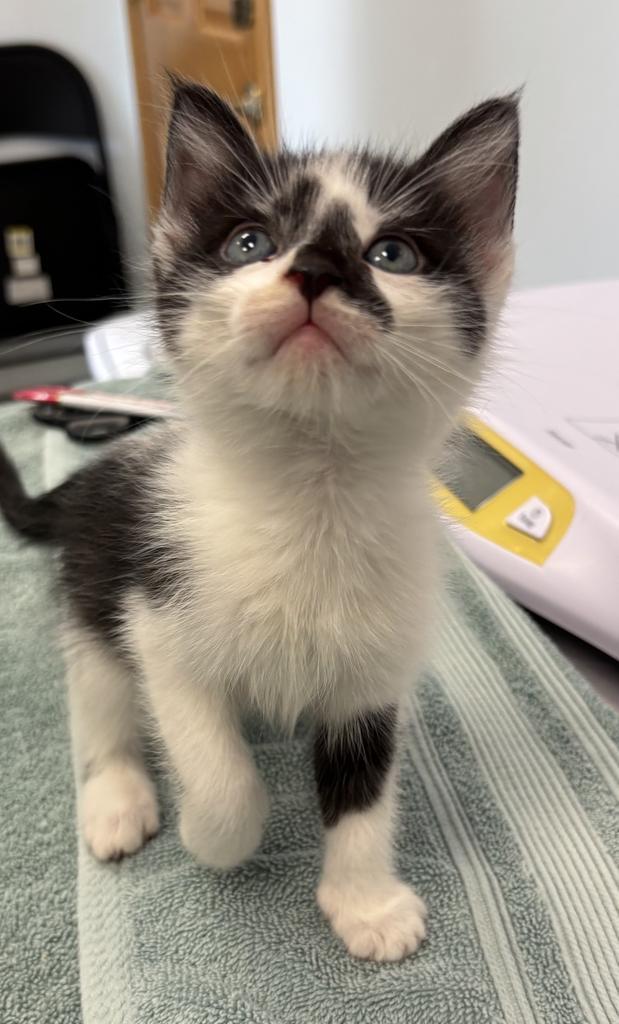 Enlarge Cupid, a Adopted mixed breed in Saint Paul, MN image 1/2