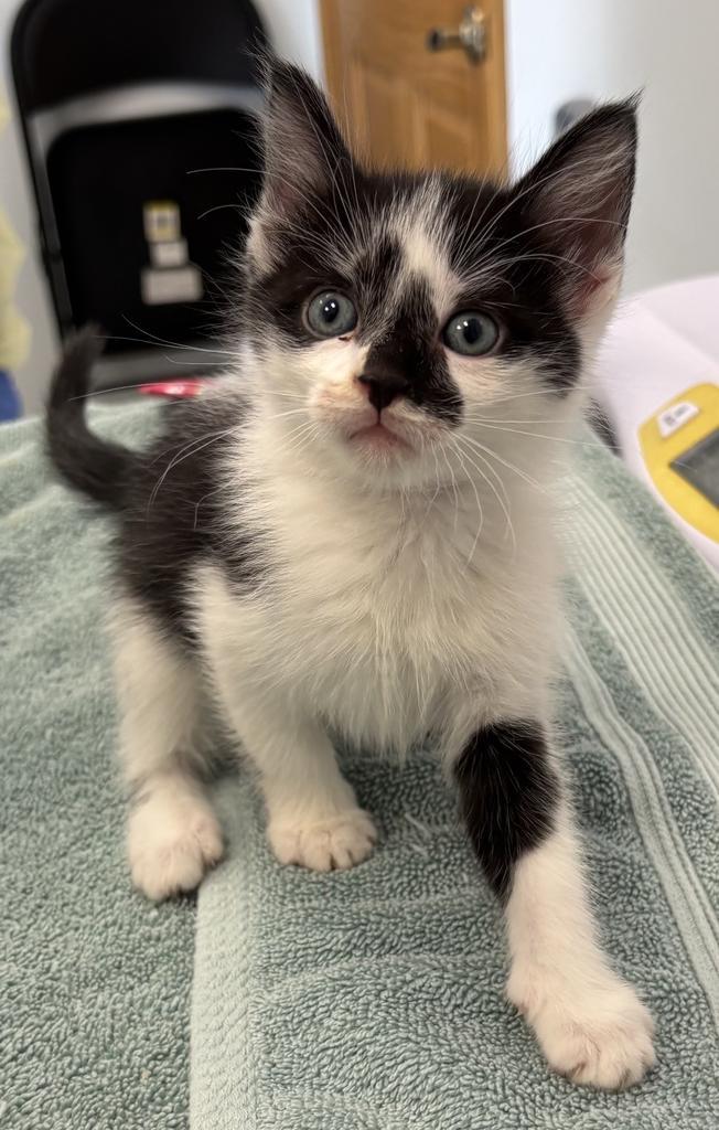 Enlarge Cupid, a Adopted mixed breed in Saint Paul, MN image 2/2