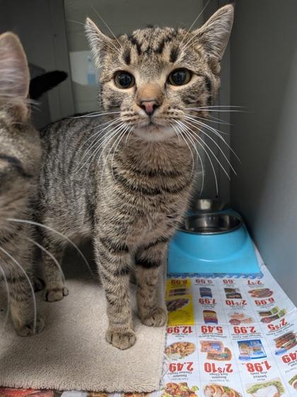 Maple, Adoptable, Kitten Male Domestic Short Hair & Domestic Short Hair.