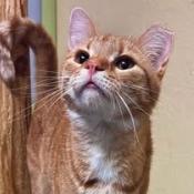 Gilda, Adoptable, Adult Female Domestic Short Hair.
