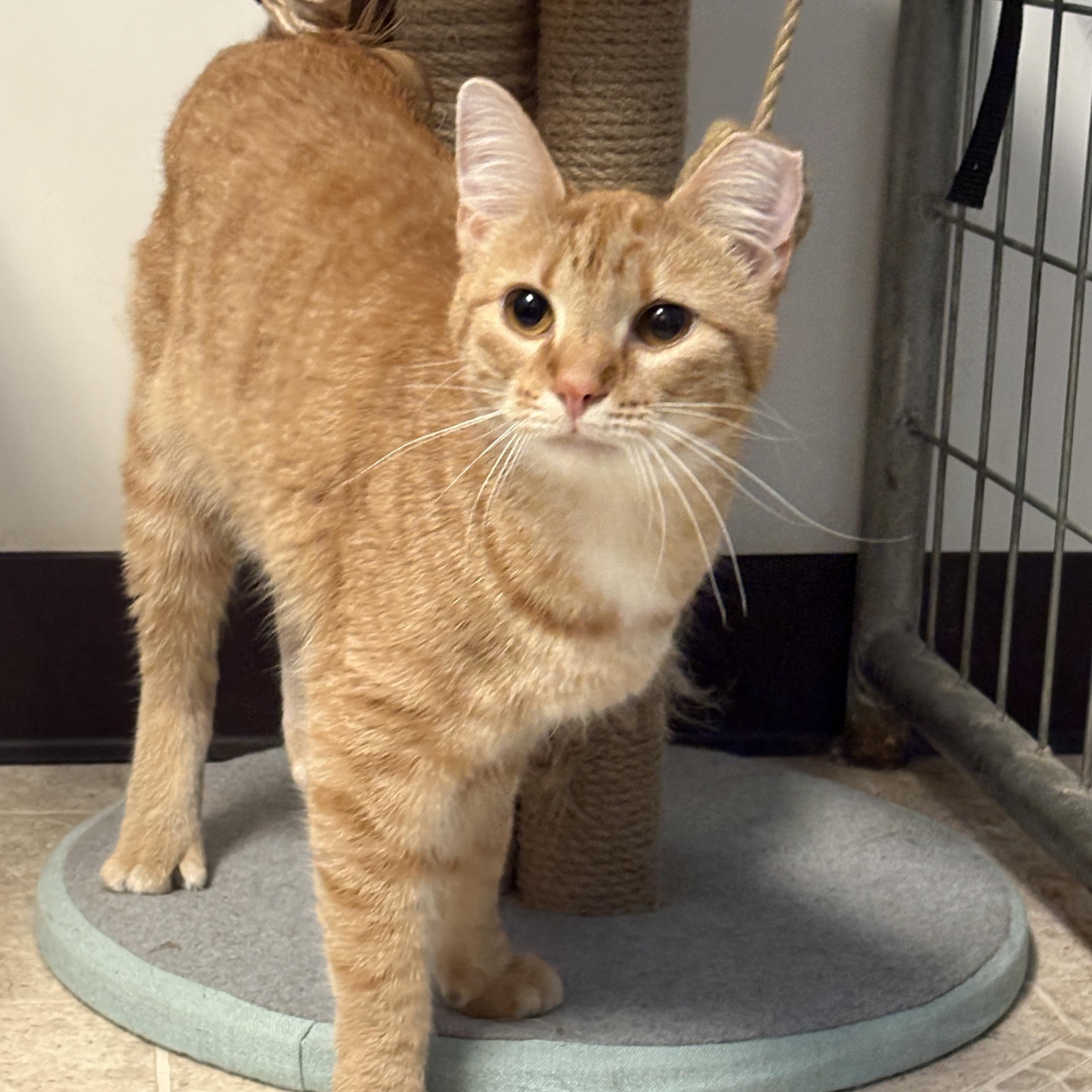 Gilda, Adoptable, Adult Female Domestic Short Hair.