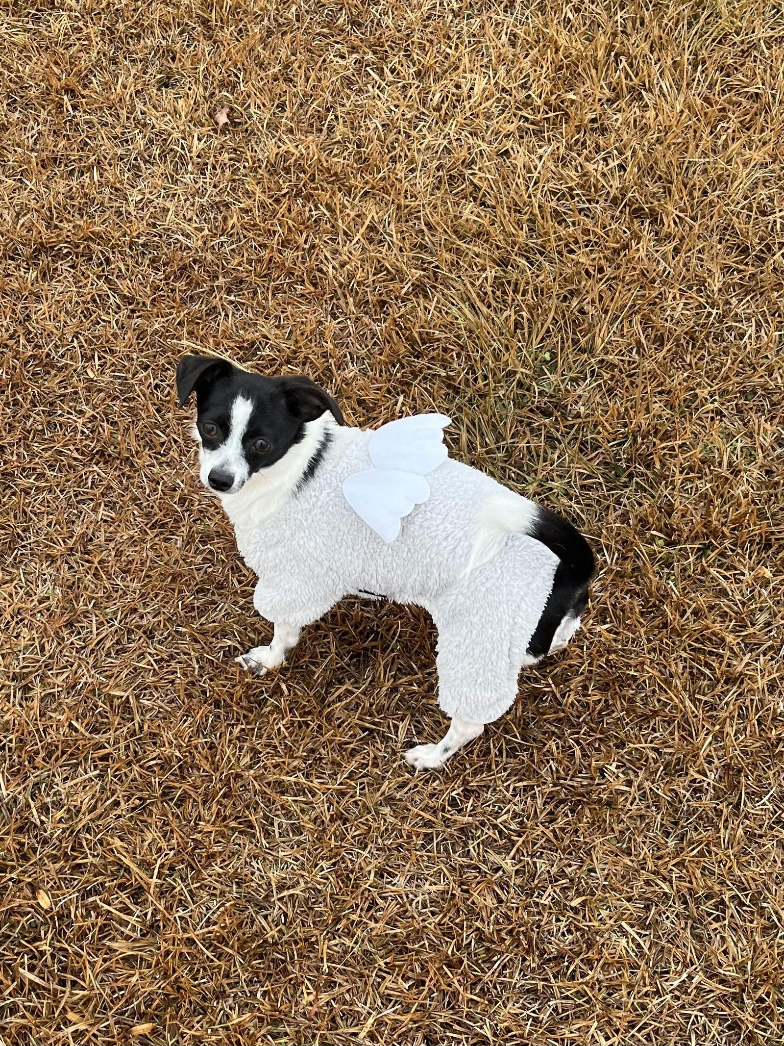 Enlarge Mira, a Adoptable Chihuahua in Holly Springs, NC image 1/3