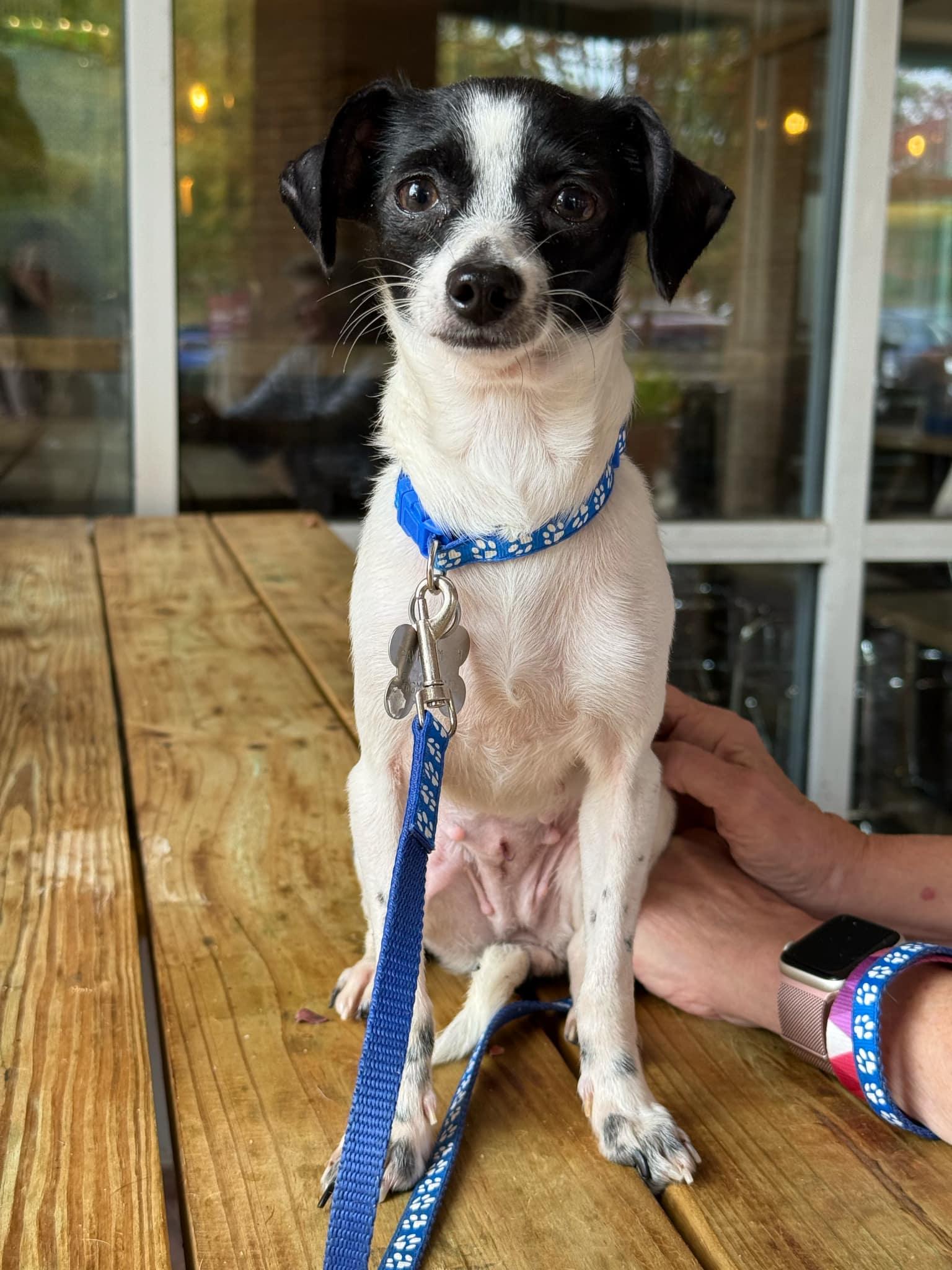 Enlarge Mira, a Adoptable Chihuahua in Holly Springs, NC image 2/3