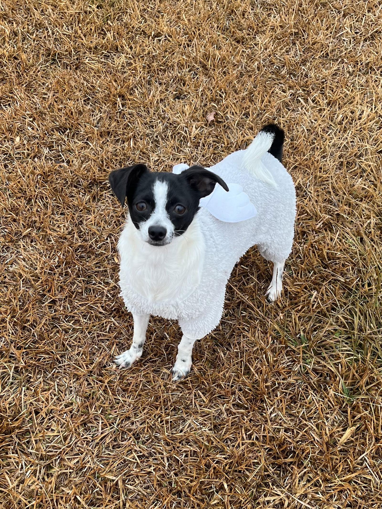 Enlarge Mira, a Adoptable Chihuahua in Holly Springs, NC image 3/3