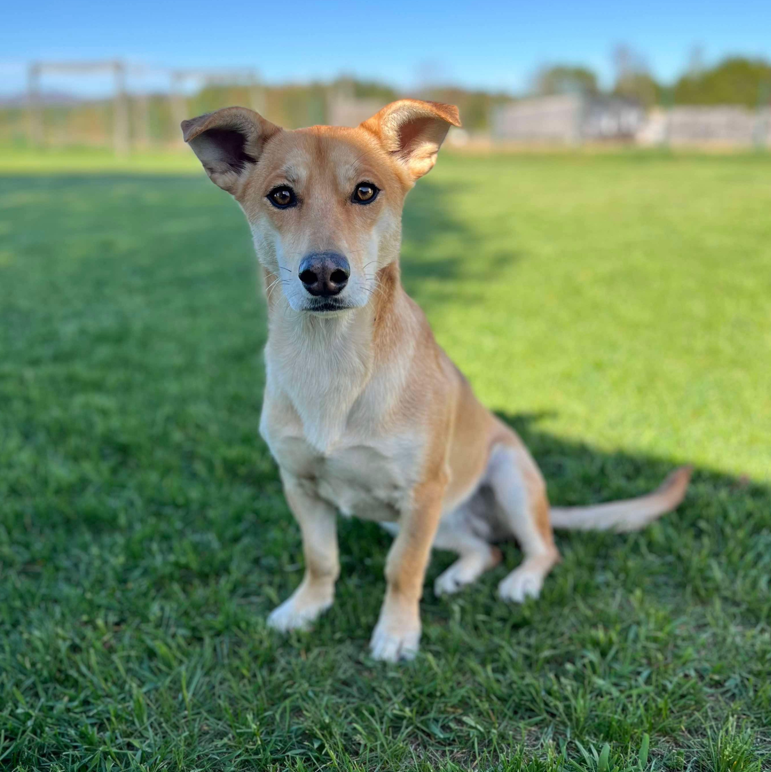 Dog for adoption Shilo a Chihuahua Husky Mix in Hamilton NY Petfinder