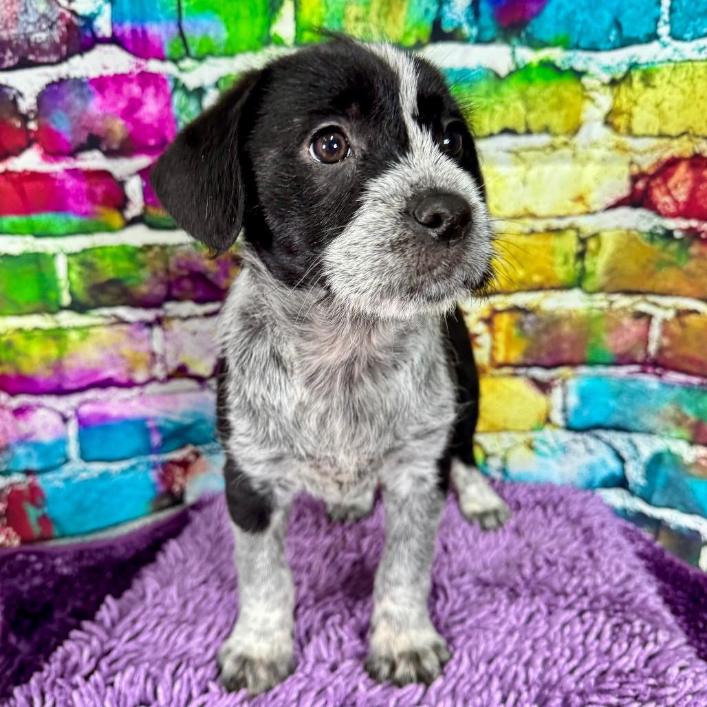 Tasha, adopted, Puppy Female Poodle & Mixed Breed.