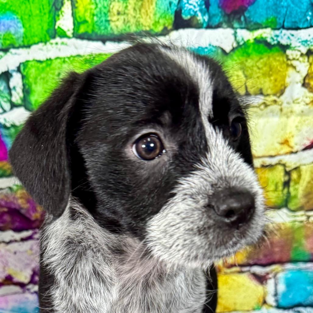 Enlarge Tasha, an adopted mixed breed in Franklin, NC image 2/6