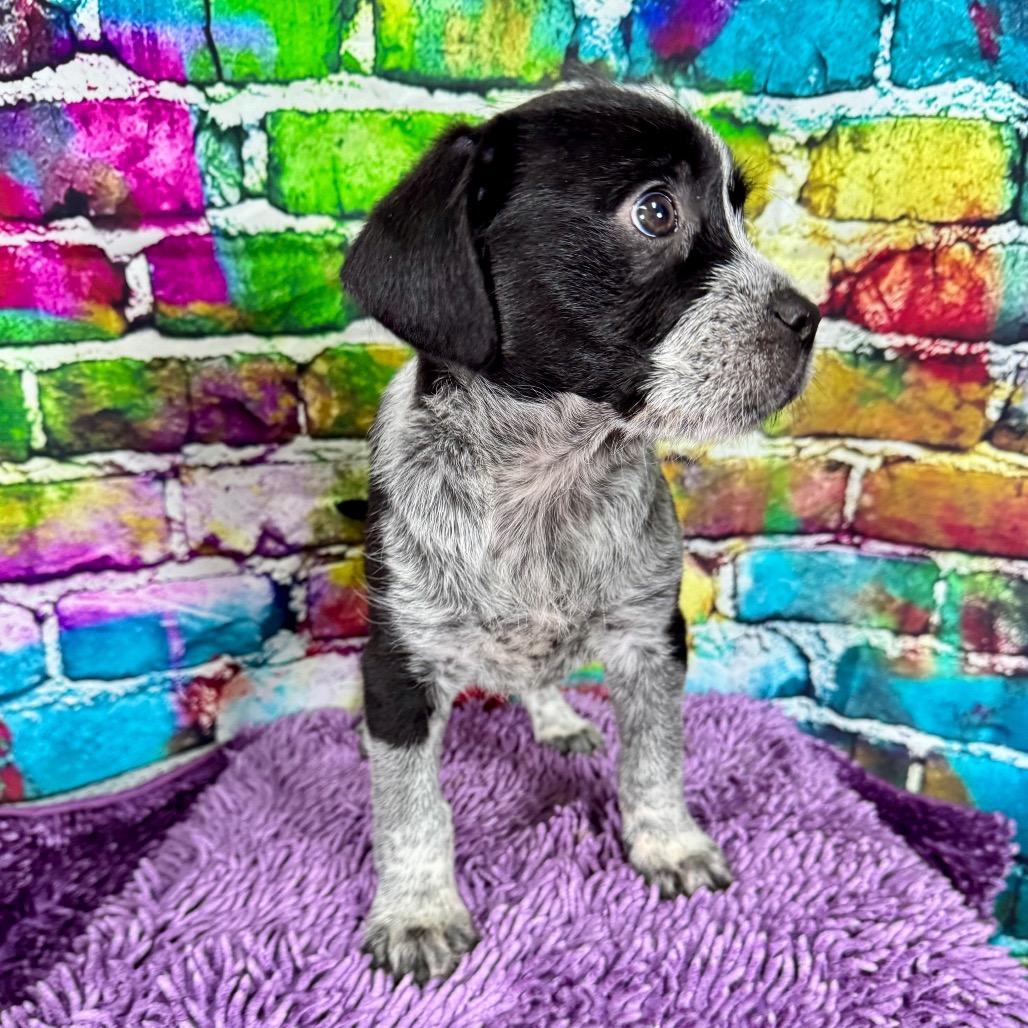 Tasha, adopted, Puppy Female Poodle & Mixed Breed.