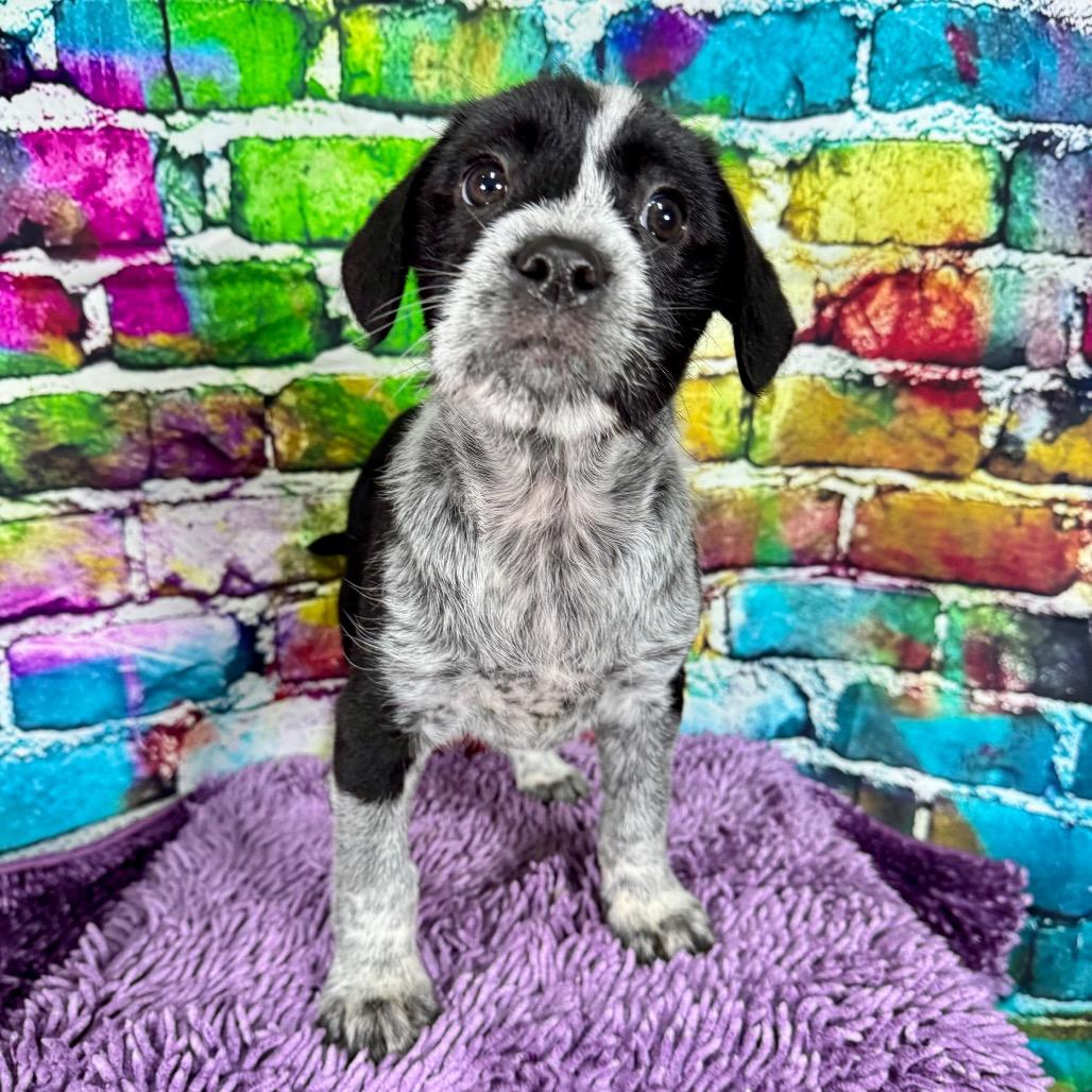 Enlarge Tasha, an adopted mixed breed in Franklin, NC image 4/6