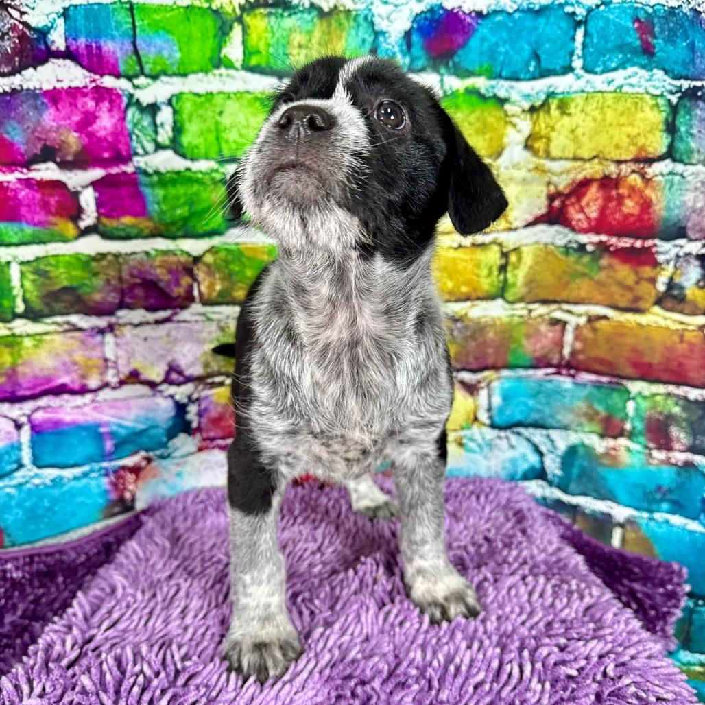 Enlarge Tasha, an adopted mixed breed in Franklin, NC image 5/6